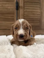 Boy, a male Goldendoodle for sale in California City, CA – 1 of 2