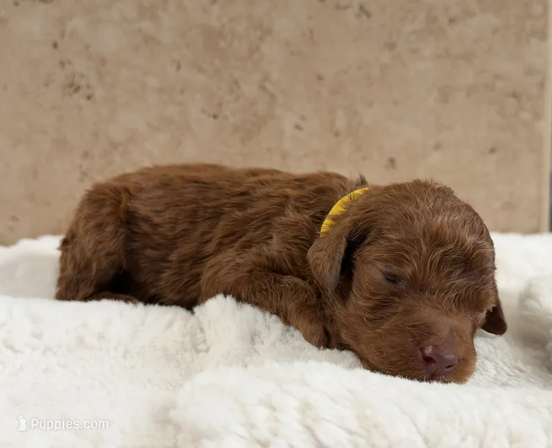 Betty – Goldendoodle puppy for sale in California City, CA