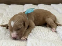 Gucci , a male Goldendoodle for sale in California City, CA – 1 of 1