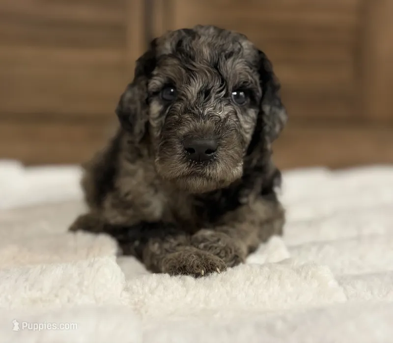Baby – Goldendoodle puppy for sale in California City, CA