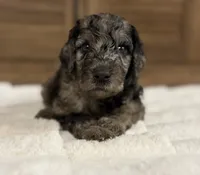 Baby, a female Goldendoodle for sale in California City, CA – 1 of 1