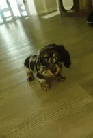 Baby, a female Miniature Dachshund for sale in California City, CA – 2 of 3