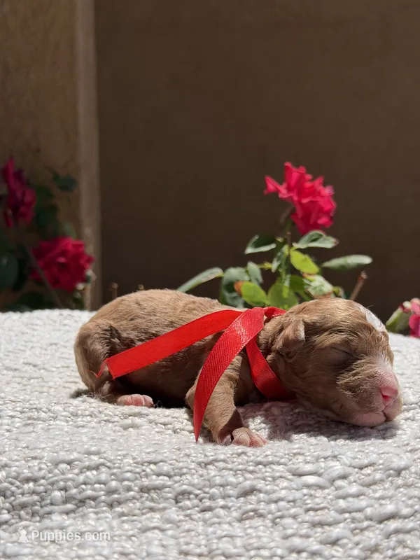 Baby – Goldendoodle puppy for sale in California City, CA