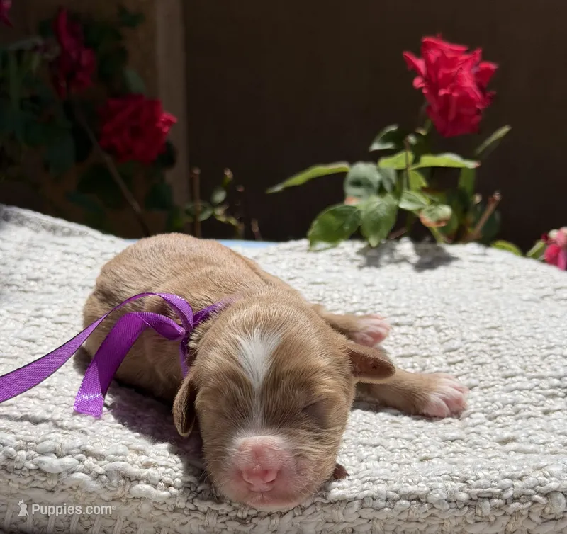 Ruby – Goldendoodle puppy for sale in California City, CA