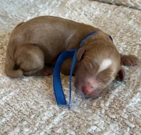 Boy, a male Goldendoodle for sale in California City, CA – 1 of 1