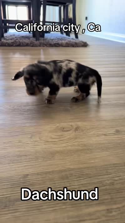Sophie , a female Dachshund for sale in California City, CA – 2 of 2