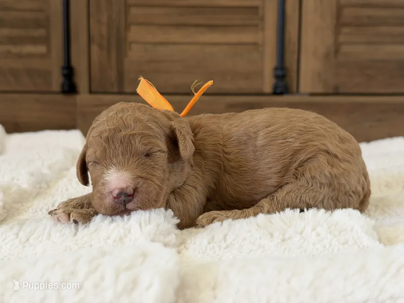 Channel – Goldendoodle puppy for sale in California City, CA