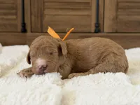 Channel, a female Goldendoodle for sale in California City, CA – 1 of 1