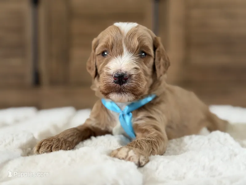 Gucci – Goldendoodle puppy for sale in California City, CA