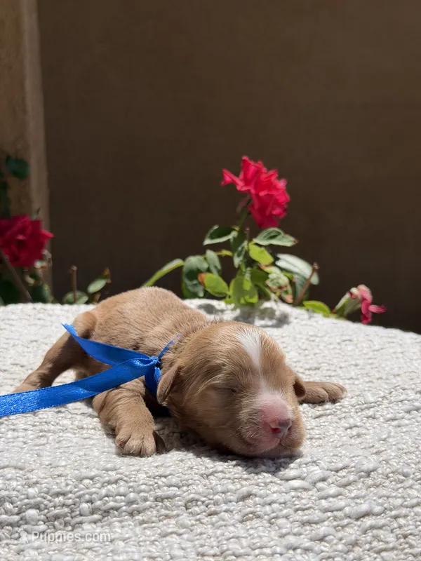 Boy – Goldendoodle puppy for sale in California City, CA