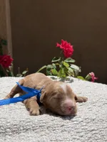 Boy, a male Goldendoodle for sale in California City, CA – 1 of 1
