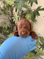 Nina , a female Goldendoodle for sale in California City, CA – 1 of 2