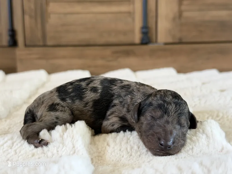 Star – Poodle - Standard  puppy for sale in California City, CA