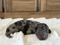 Star, a female Poodle - Standard  for sale in California City, CA – 1 of 1