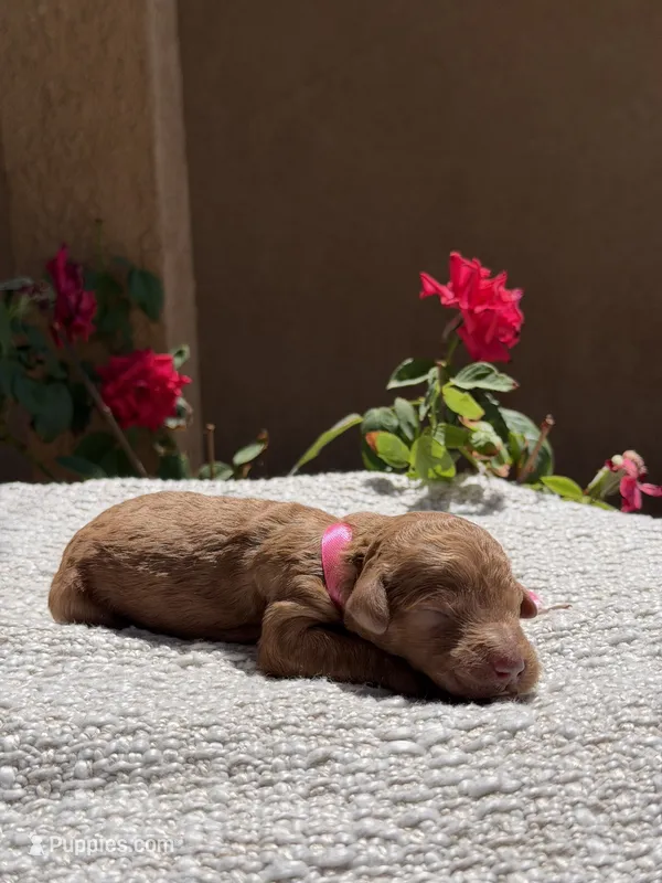 Luna – Goldendoodle puppy for sale in California City, CA