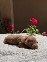 Luna, a female Goldendoodle for sale in California City, CA – 1 of 1