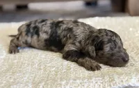 Luna , a female Poodle - Standard  for sale in California City, CA – 2 of 2