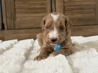Gucci, a male Goldendoodle for sale in California City, CA – 2 of 2