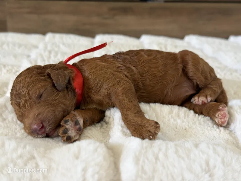 Nina – Goldendoodle puppy for sale in California City, CA