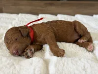 Nina, a female Goldendoodle for sale in California City, CA – 1 of 1