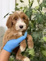 Love , a female Goldendoodle for sale in California City, CA – 2 of 2