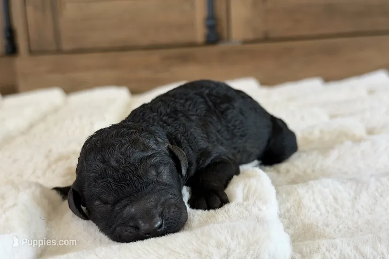 Buzz – Poodle - Standard  puppy for sale in California City, CA