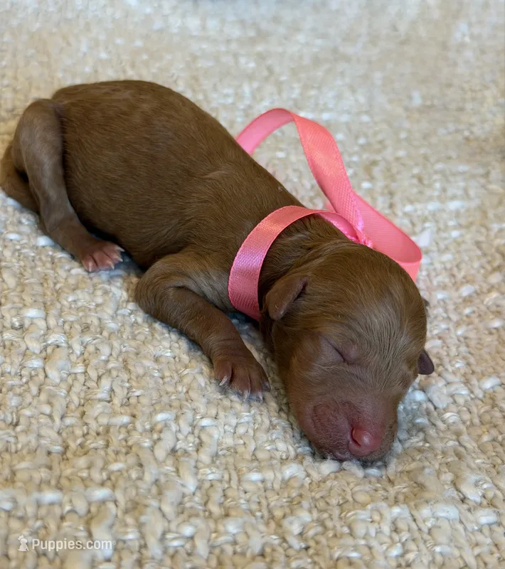 Luna – Goldendoodle puppy for sale in California City, CA