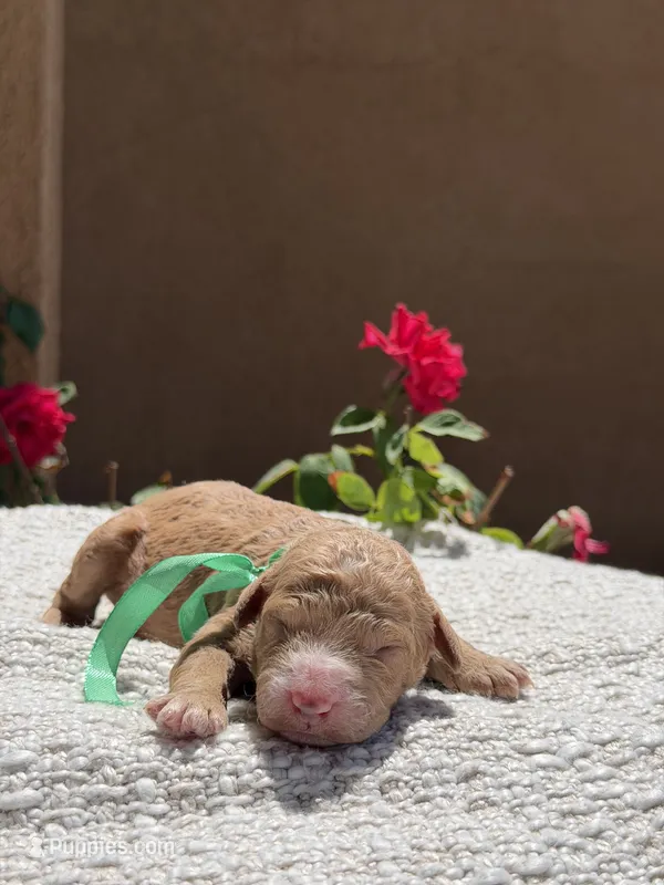 Venus  – Goldendoodle puppy for sale in California City, CA