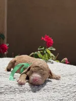 Venus , a female Goldendoodle for sale in California City, CA – 1 of 1