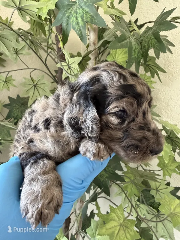 Luna – Poodle - Standard  puppy for sale in California City, CA