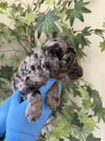 Luna, a female Poodle - Standard  for sale in California City, CA – 2 of 2