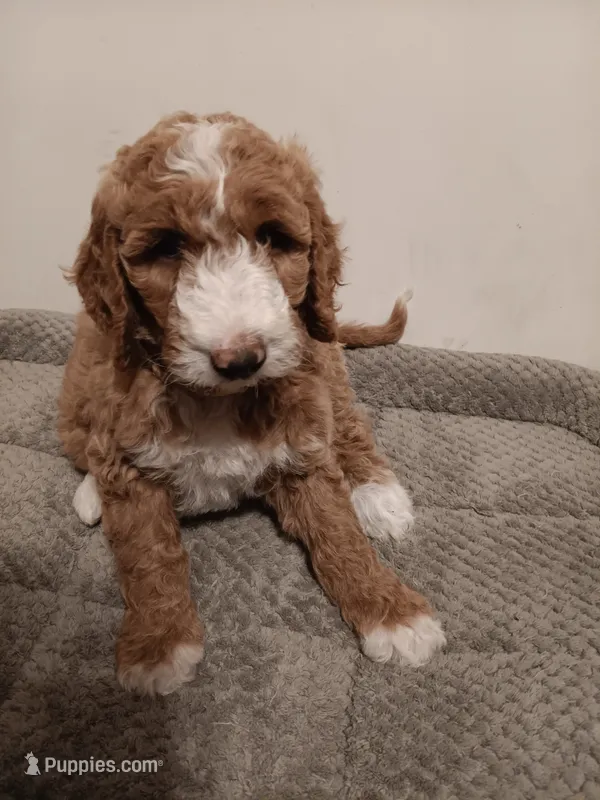 Coral – Goldendoodle puppy for sale in Montello, WI