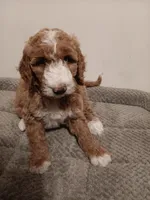 Coral, a female Goldendoodle for sale in Montello, WI – 1 of 4