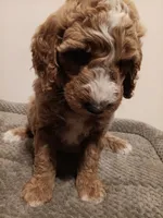 Nigel, a male Goldendoodle for sale in Montello, WI – 4 of 5