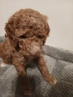Squirt, a male Goldendoodle for sale in Montello, WI – 1 of 4