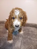 Crush, a male Goldendoodle for sale in Montello, WI – 3 of 5