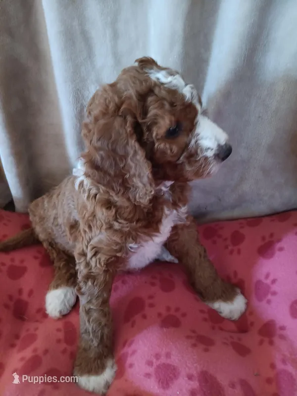 Cosmo – Goldendoodle, Poodle - Standard  puppy on hold in Montello, WI