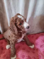 Cosmo, a male Goldendoodle and Poodle - Standard  for sale in Montello, WI – Photo 4 of 5