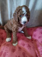 Cosmo, a male Goldendoodle and Poodle - Standard  for sale in Montello, WI – Photo 5 of 5