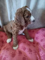 Cosmo, a male Goldendoodle and Poodle - Standard  for sale in Montello, WI – Photo 3 of 5