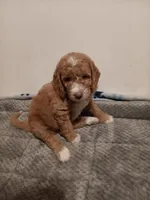 Bubbles, a female Goldendoodle for sale in Montello, WI – 2 of 2