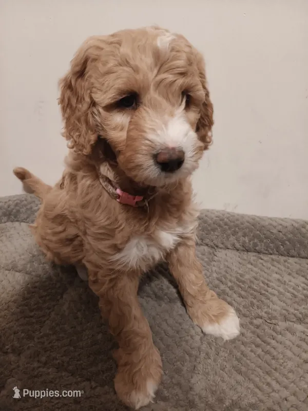 Dory – Goldendoodle puppy for sale in Montello, WI