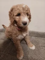Dory, a female Goldendoodle for sale in Montello, WI – 1 of 5