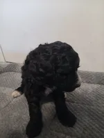 Skittles, a male Poodle - Standard  and Springer Doodle for sale in Montello, WI – 3 of 6