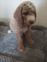 Jelly Bean, a male Poodle - Standard  and Springer Doodle for sale in Montello, WI – 4 of 4