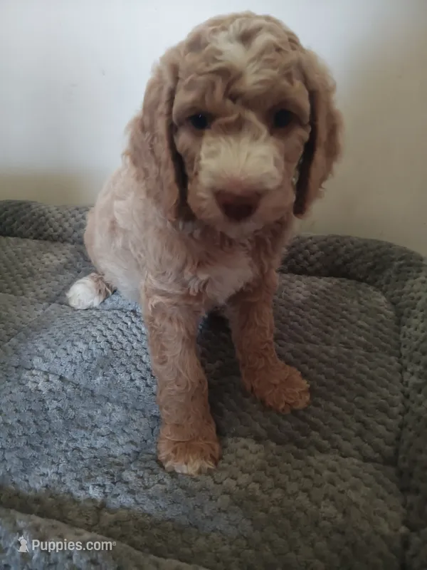 Jelly Bean – Poodle - Standard , Springer Doodle puppy for sale in Montello, WI