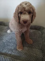 Jelly Bean, a male Poodle - Standard  and Springer Doodle for sale in Montello, WI – 1 of 4