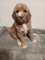 Peaches , a female Goldendoodle for sale in Montello, WI – 3 of 4