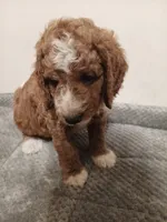 Crush, a male Goldendoodle for sale in Montello, WI – 2 of 5