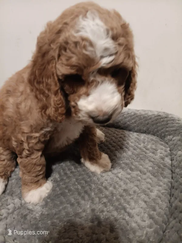 Gerald – Goldendoodle puppy for sale in Montello, WI